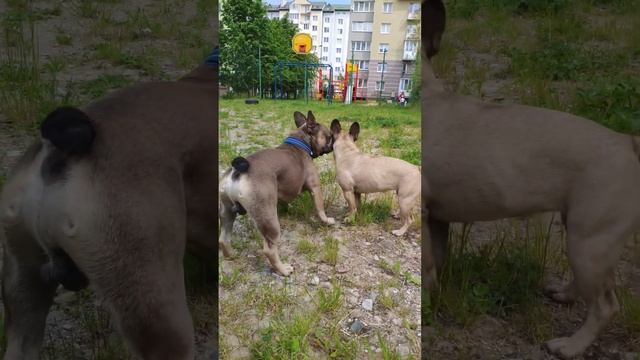 Как она с ним заигрывает #французскийбульдог #бульдоги #видеосбульдогами смотреть онлайн
