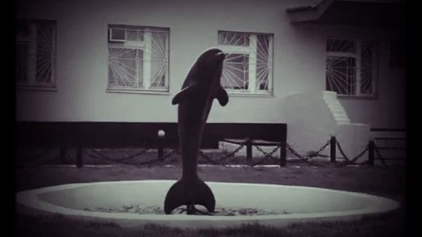 ГиоПика.ЧЁРНЫЙ ДЕЛЬФИН (ТЕКСТ)