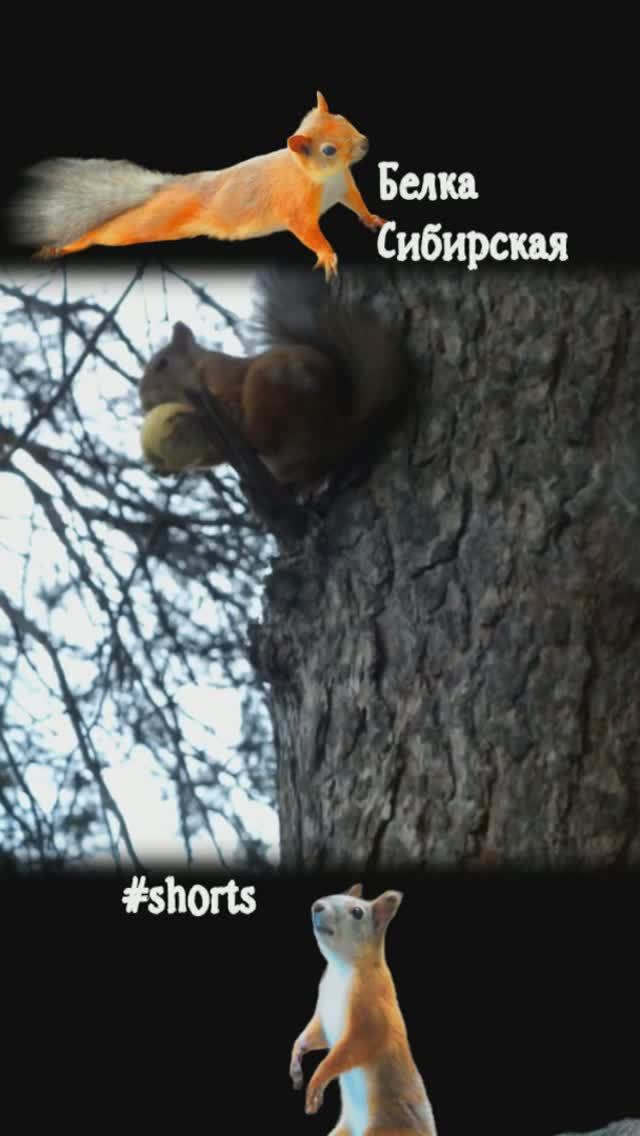 Белка утащила яблочко