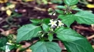 Семейство пасленовых. Многообразие растений семейства пасленовых