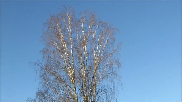 Esko Könönen - Kyynelsilmin смотреть онлайн