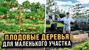 ЖИВАЯ ИЗГОРОДЬ НА УЧАСТКЕ ИЗ ПЛОДОВЫХ ДЕРЕВЬЕВ НА ШПАЛЕРЕ