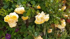 франция/Дом СЧАСТЬЯ/ВОТ КРАСИВО же...НО,розу пришлось выкорчевать…/provenceallochka vlog