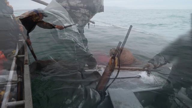 Зверобои- -слова-Владимир Ляхов, исполн.Юрий Оленич,монтаж-Валентина Зубкова..mp4-.mp4-5 смотреть онлайн