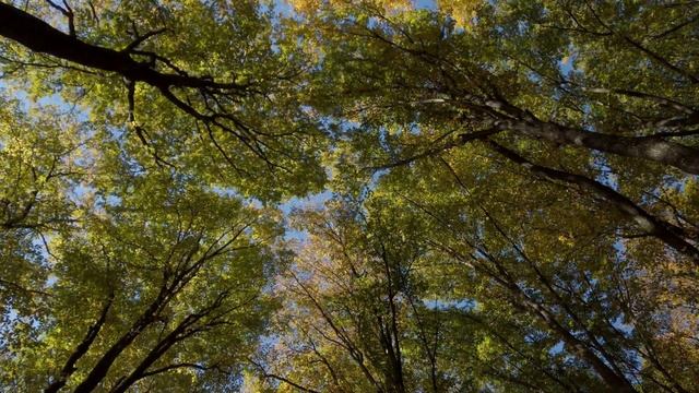 Fall into Tranquility: Relaxing Forest Yellow Leaves Falling | Calming Sounds | 4K Ultra HD Video смотреть онлайн