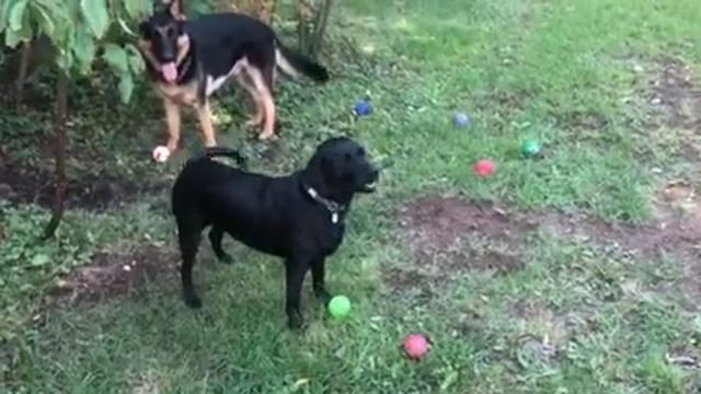 Mon berger allemand prince avec ses balles смотреть онлайн