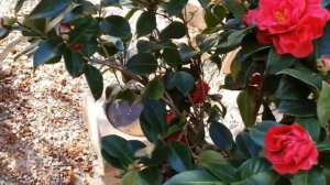 КАМЕЛИЯ в Моём Саду Kamelia. УХОД ОБРЕЗКА ПОДКОРМКА и Другие Советы