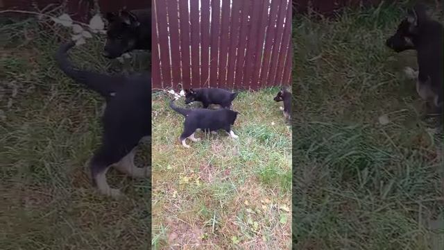 Щенки ВЕО - д.р. 26.07.2024г - питомник Валентлайф- помет Э - привиты, гуляют.