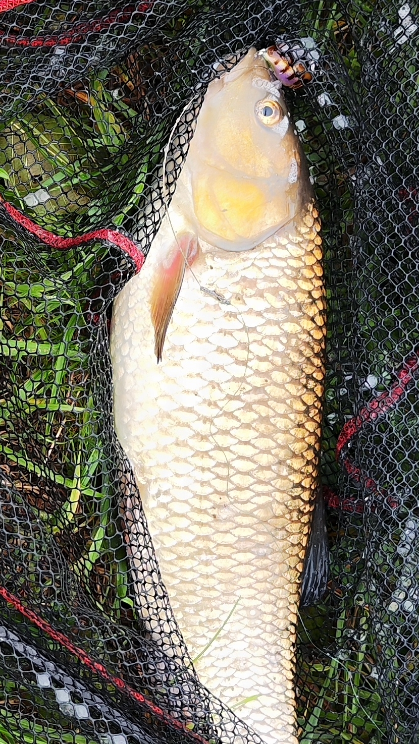 Трофейный осенний ГОЛАВЛЬ! Ловля головля осенью на кренки смотреть онлайн