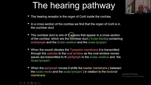 anatomy of the vestibulo cochlear nerve смотреть онлайн
