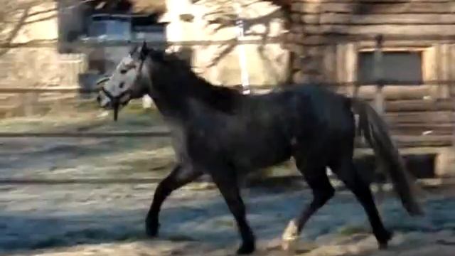 Uliam Montvert, hongre connemara par Thunder du Blin смотреть онлайн