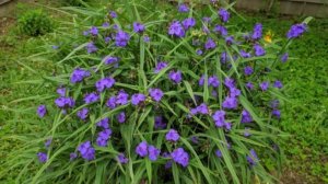 Традесканция садовая многолетняя: посадка и уход в открытом грунте