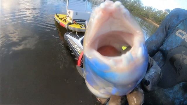 NSW TUSKY CATCH AND COOK! - A Day Spearfishing Tweed Heads, Australia смотреть онлайн