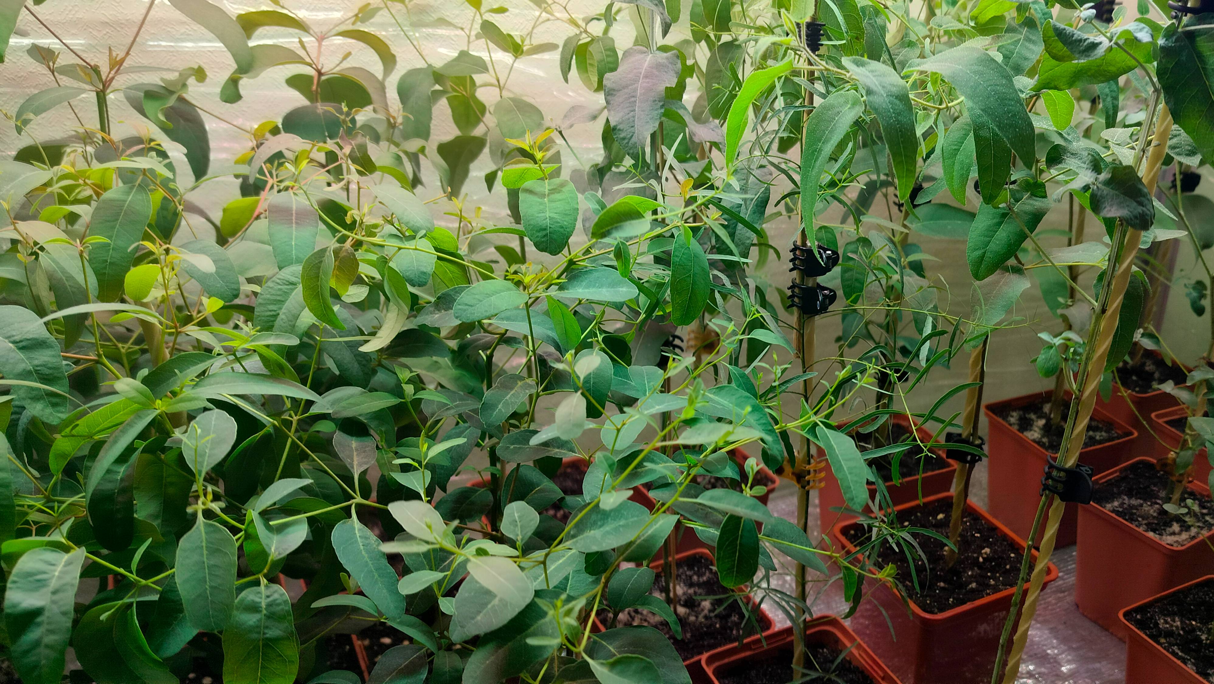 Что делать со слабыми эвкалиптами? смотреть онлайн