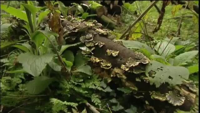 OD2_U6_Opener_-_Why_should_we_take_care_of_the_earth_Final смотреть онлайн