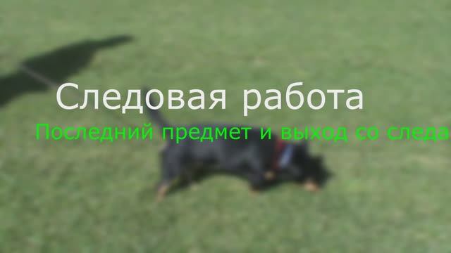 Следовая работа, последний предмет, выход со следа смотреть онлайн