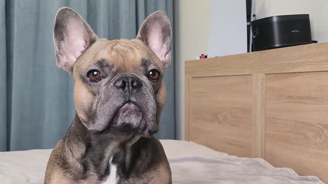 Сколько Раз В День Я Гуляю С Собакой | Сколько Времени Уходит На Прогулки С Бульдогом смотреть онлайн