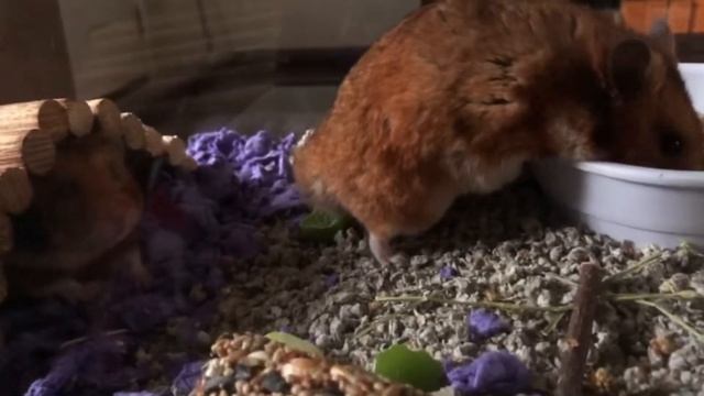 My chip & Dale arrived last night! They’re home for good! I’m so happy!! смотреть онлайн