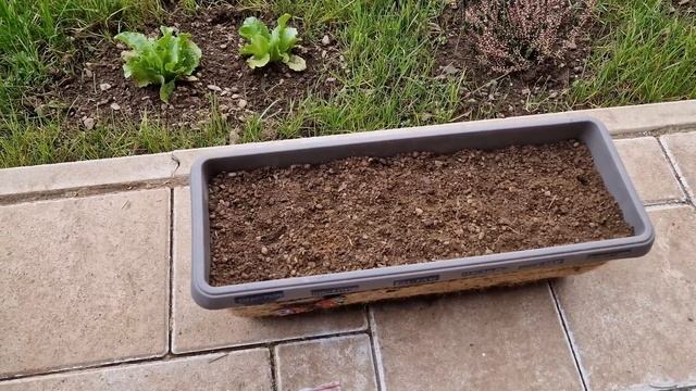 ЖИВОТ В ГРАДИНАТА 3 част - Засаждане на РАЗСАД ДОМАТИ, ЧУШКИ, ЯГОДИ, МАГДАНОЗ, КОПЪР, МОРКОВИ и др. смотреть онлайн