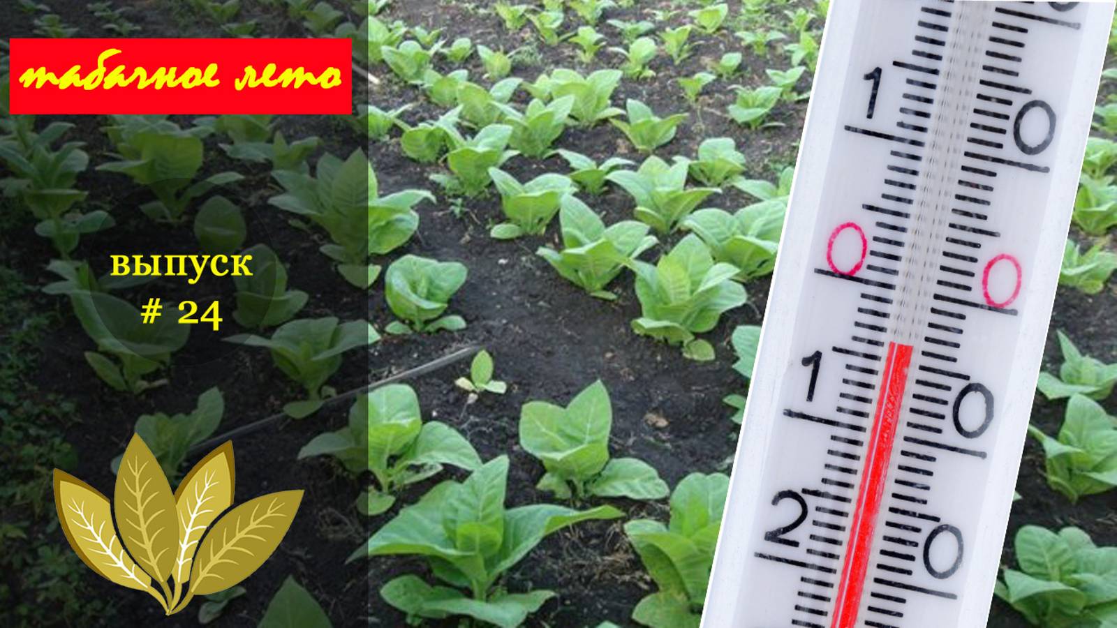 Выпуск #24 Мороз на плантации. Сезон 2024 года. #табак смотреть онлайн