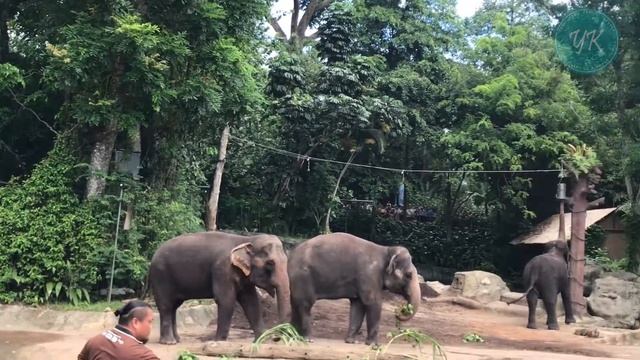 Singapore Zoo | Elephant Presentation | Elephant Show 2019