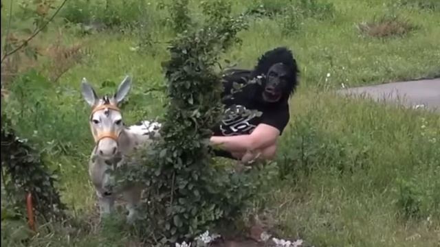 Настоящий предок квадроберов