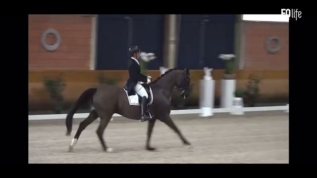 Warwick McLean and Jack 483 - Schloss Wickrath Dressage смотреть онлайн