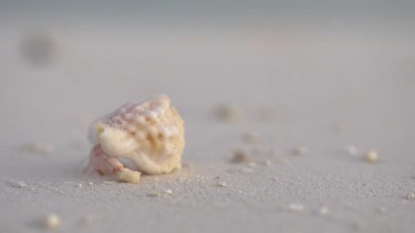 Tropical Beach Music with Beautiful Ocean Beach Views | Happy and Uplifting