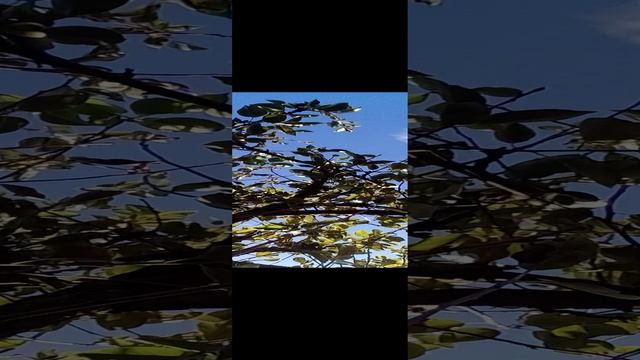 20241008_094244.mp4 смотреть онлайн