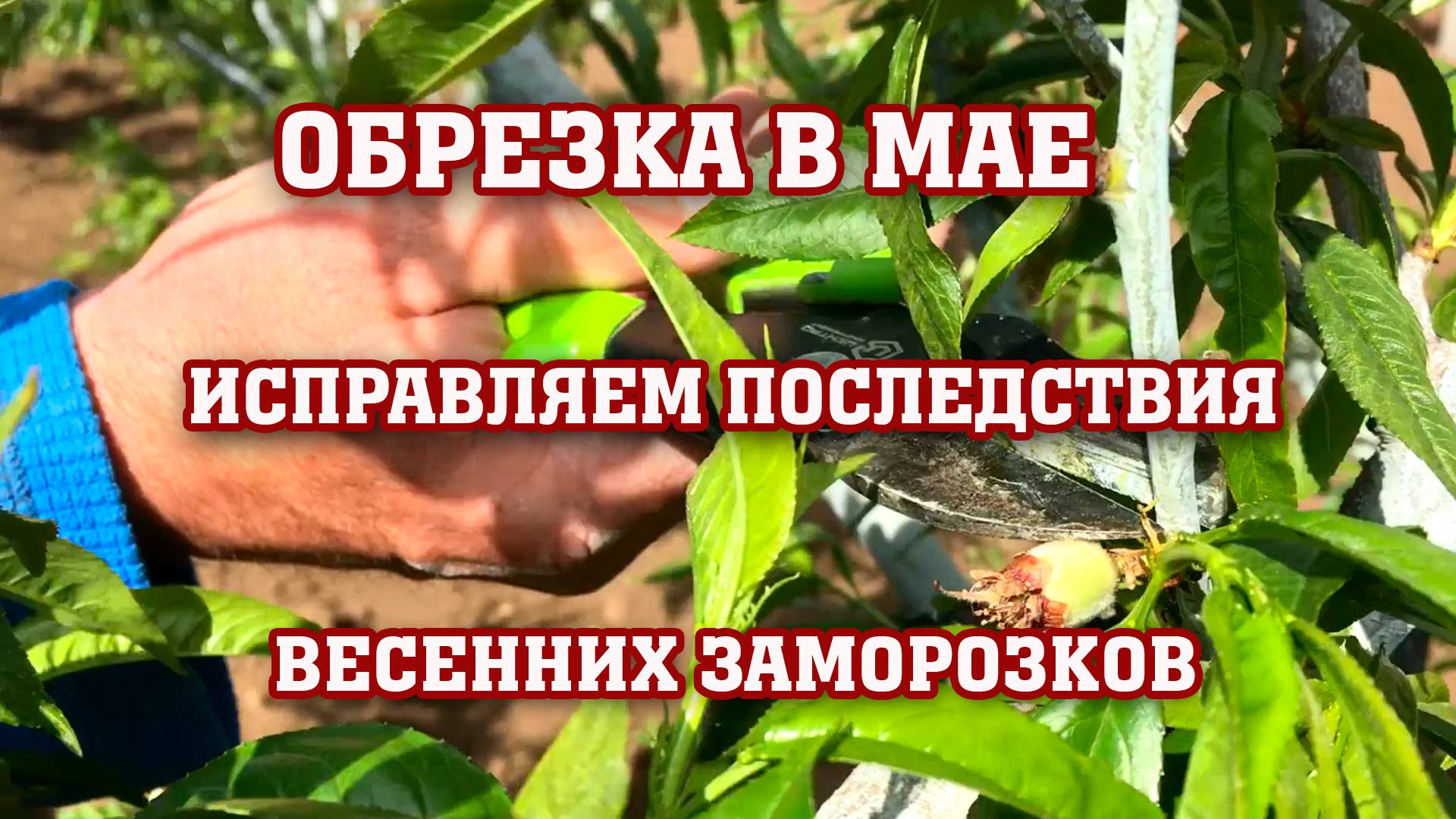 ОБРЕЗКА ПЕРСИКА в мае ⧸ исправляем последствия морозов смотреть онлайн