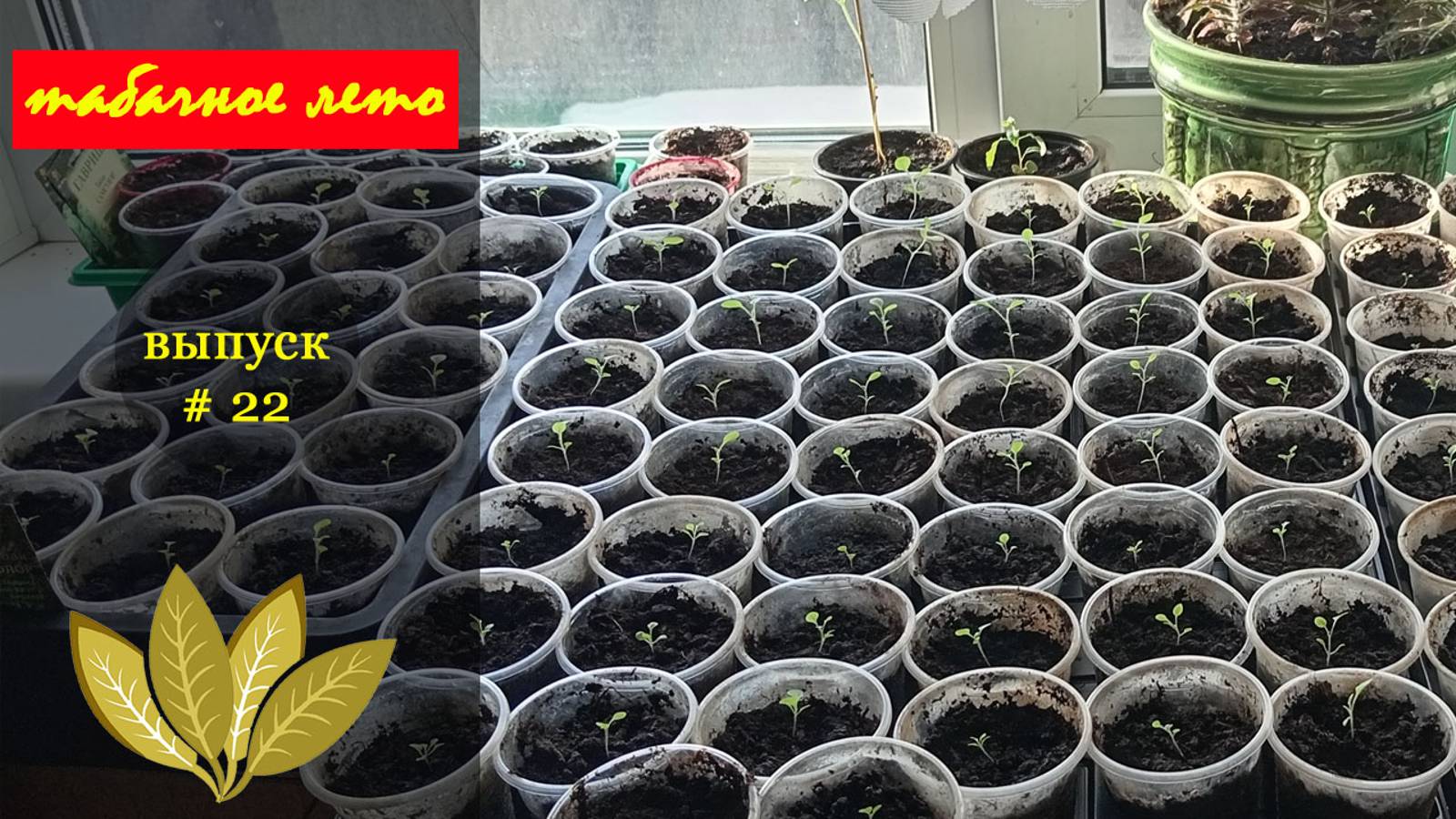 Выпуск #22 Рассада табака. Сезон 2024 года. #табак смотреть онлайн
