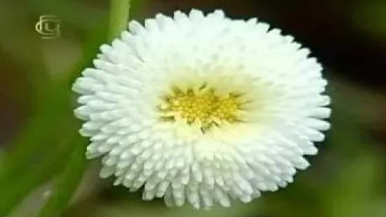 Семейство сложноцветных. Признаки семейства