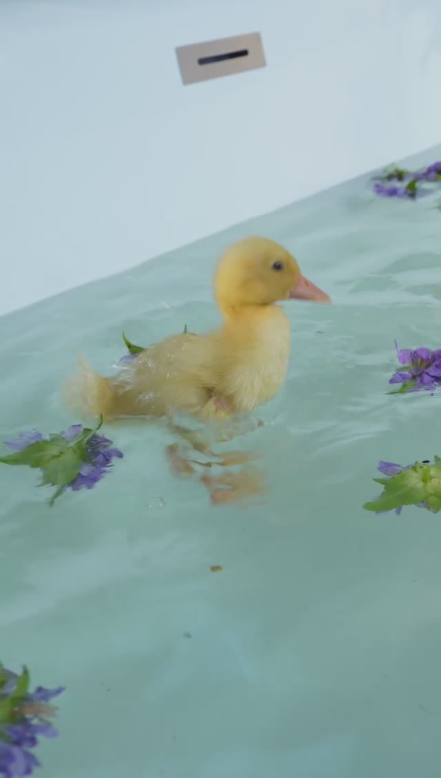 Вафельные полотенца по душе даже маленьким утятам! смотреть онлайн