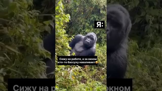 Кока кола #bassbro #автозвук #автозвукболезнь #деньгинаветер #caraudio смотреть онлайн