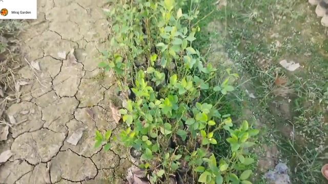 Sadia Nursery | mango tree fruit plant badarhat Chakla West Bengal Kolkata in nursery смотреть онлайн