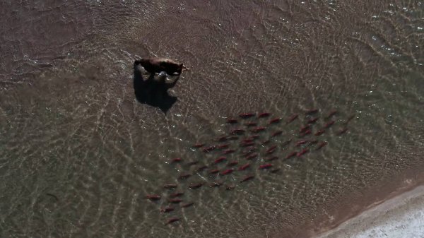 SALMONICA Kamchatka [ 1 ]