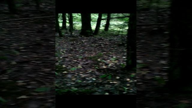 Гребы подосиновики смотреть онлайн