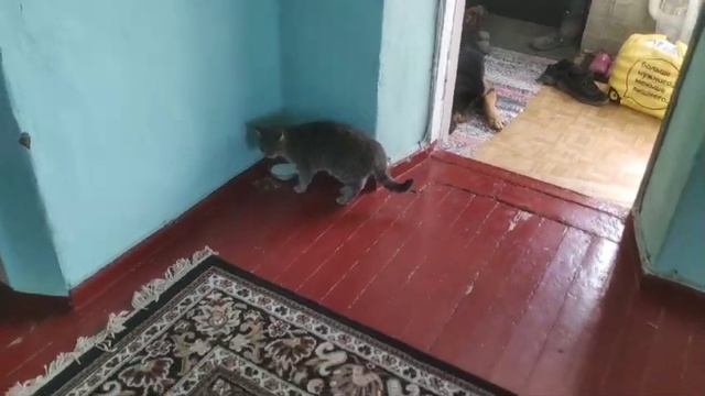 Мужик на хозяйстве. Подружка Ëжик. Неожиданно в гости. смотреть онлайн