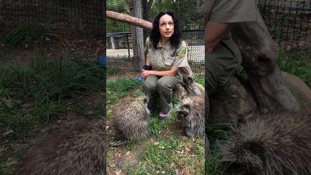 Week in Review at the OC Zoo 7/1/2020 смотреть онлайн