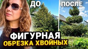 ФИГУРНАЯ ОБРЕЗКА ХВОЙНЫХ НА ПРИМЕРЕ ЕЛИ | Советы эксперта