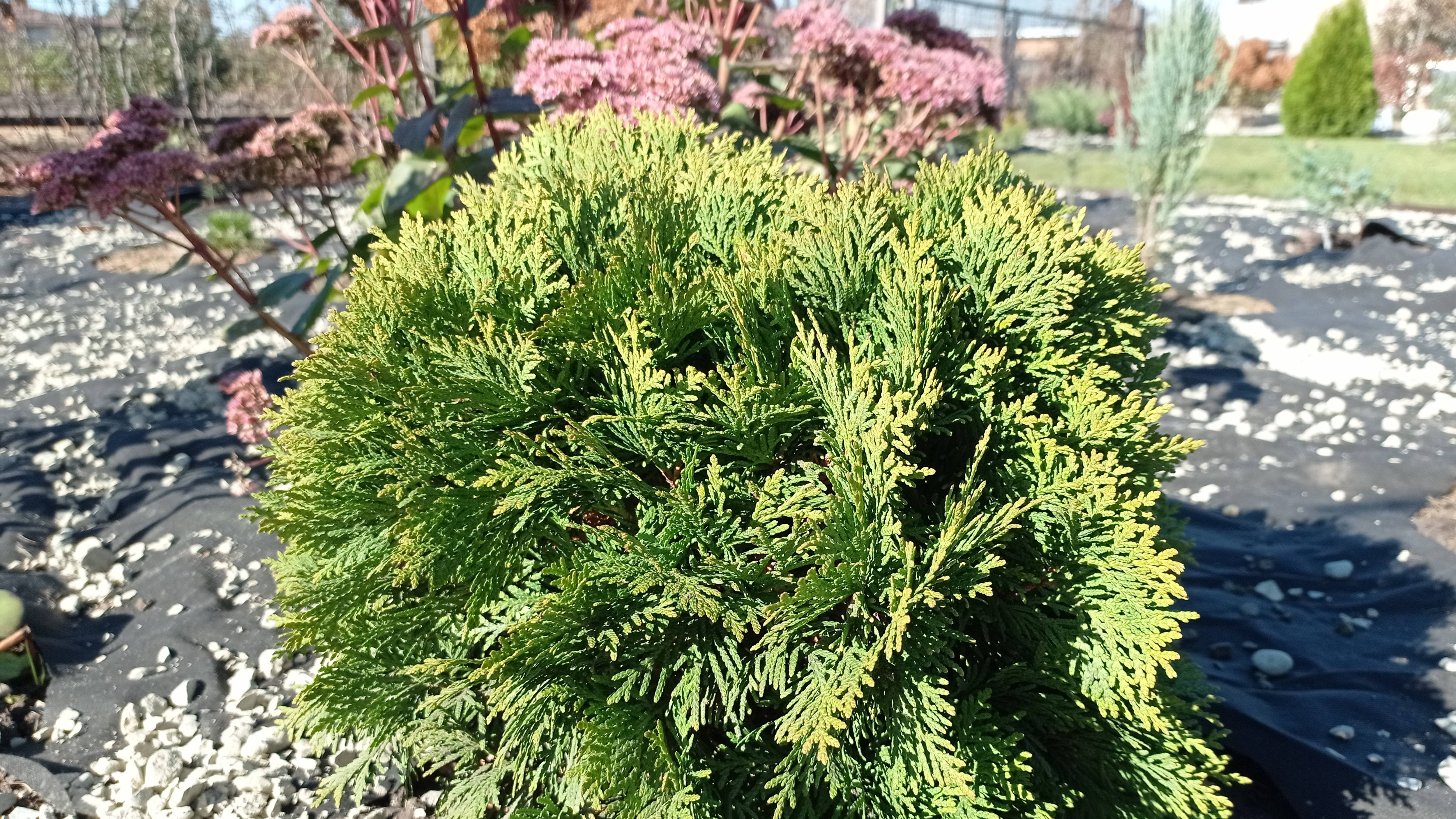 Пересадка туи Даника, гортензии Даймонд Руж/новые хвойные в этом сезоне 2024