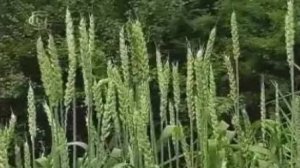 Семейство злаки. Многообразие растений семейства злаки