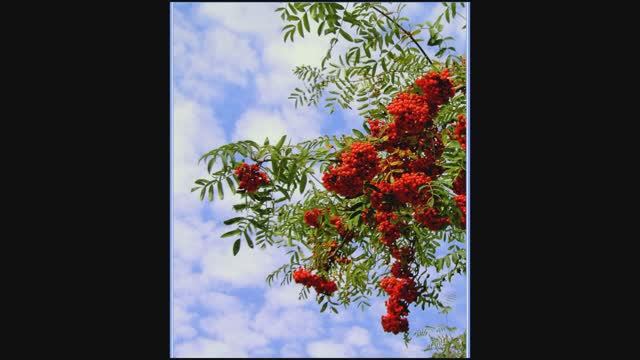 Красною кистью рябина зажглась... Марина Цветаева. смотреть онлайн
