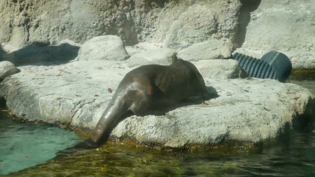Jacksonville Zoo and Gardens was Quite EMUsing смотреть онлайн