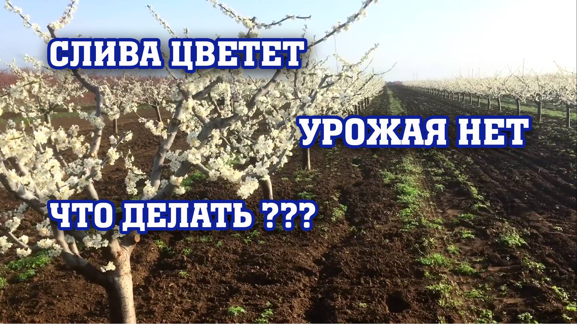 СЛИВА ЦВЕТЕТ ⧸ УРОЖАЯ НЕТ⧸ РЕШАЕМ ПРОБЛЕМУ!!! смотреть онлайн