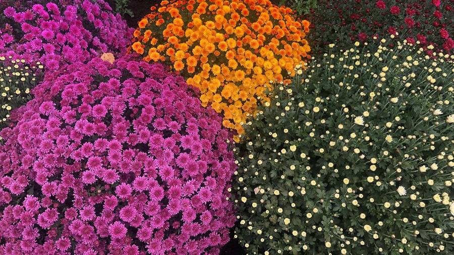 Больше не оставляю зимовать хризантемы мультифлора в ОГ. смотреть онлайн