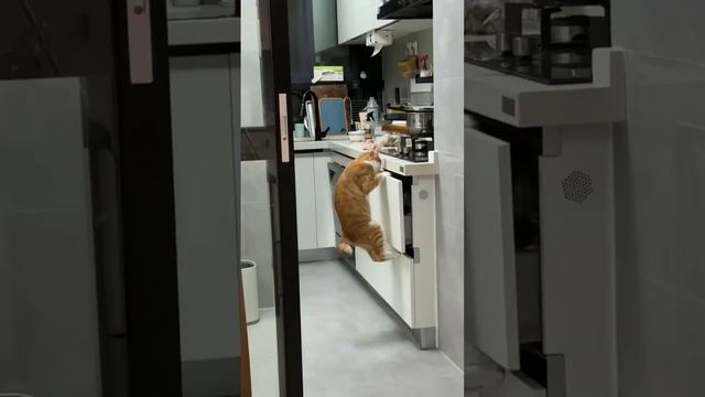 😻 Любимые Котики 🐈🤣👍
#питомцы #котяра #рыжийкот #кот #кошка #котики #котята #кошечки