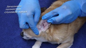 Как почистить уши собаке