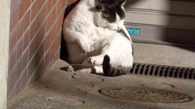 Sunbathing Tamasaburo смотреть онлайн