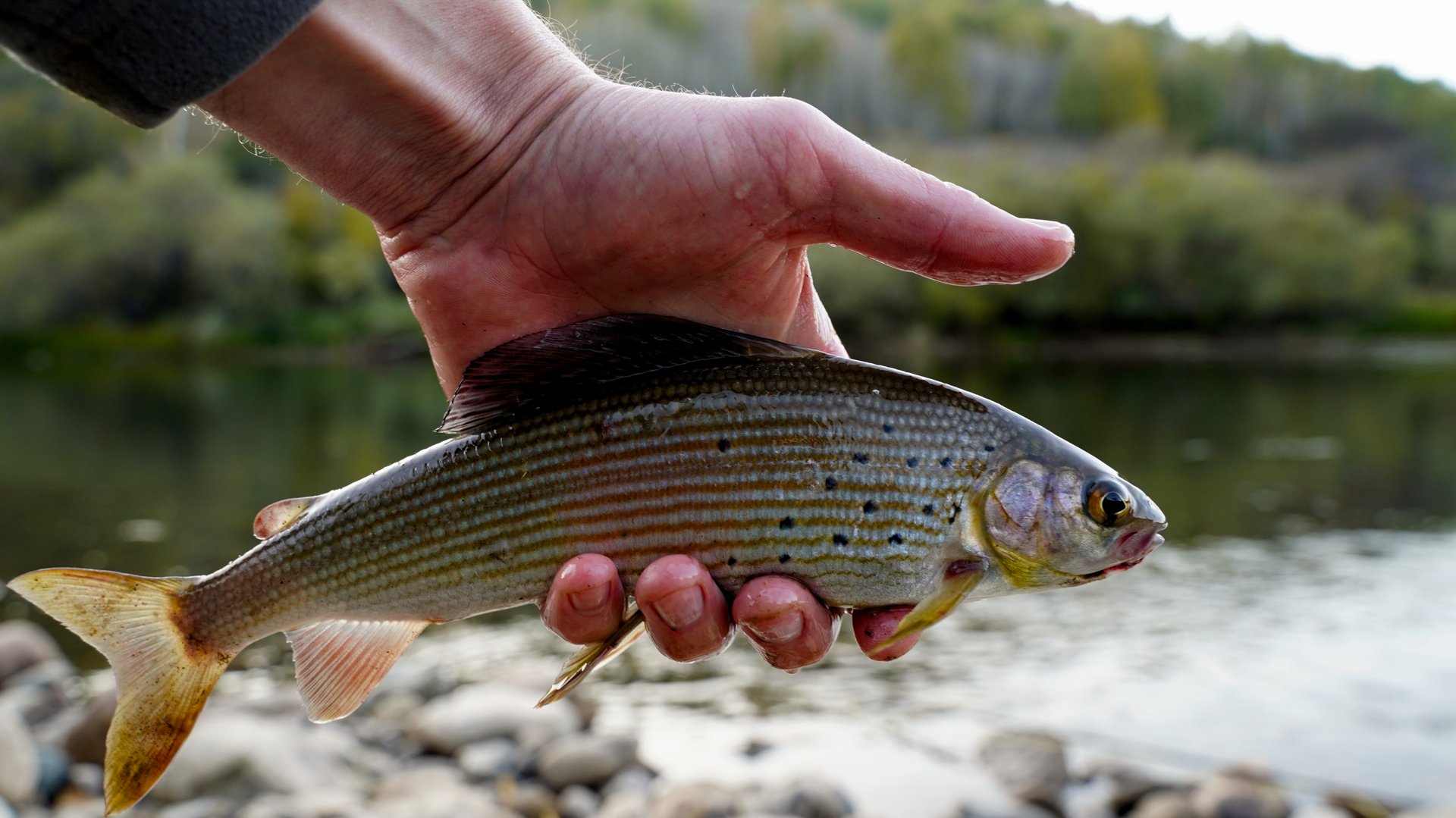 Новый подвид хариуса добавлен в рыболовную копилку ! смотреть онлайн